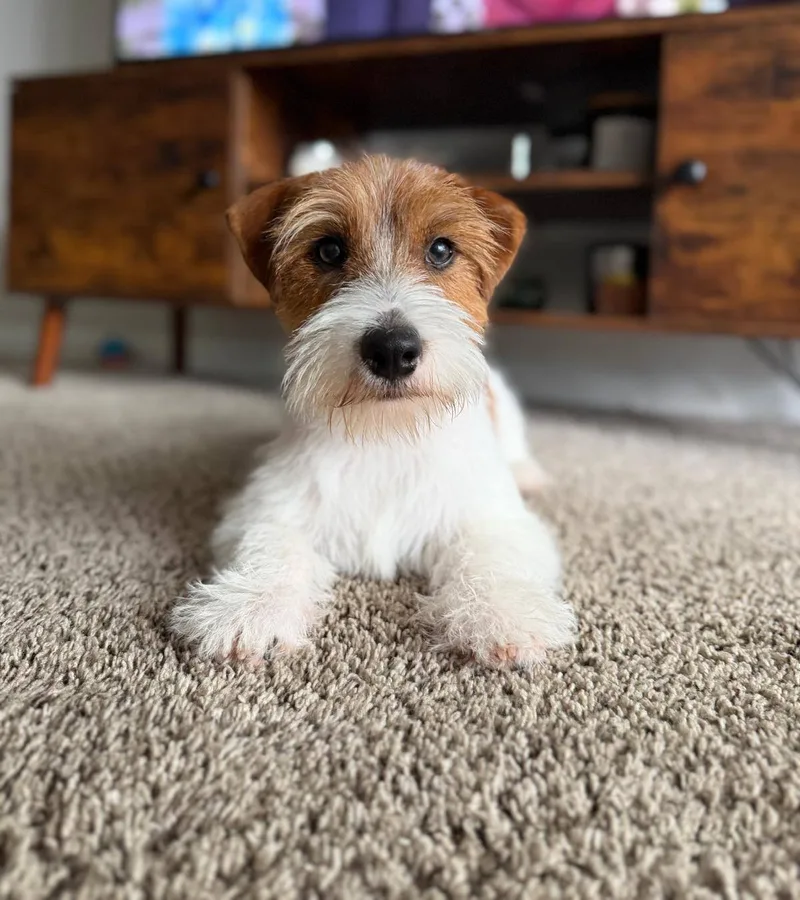 A Jack Russell puppy lying on the carpet
