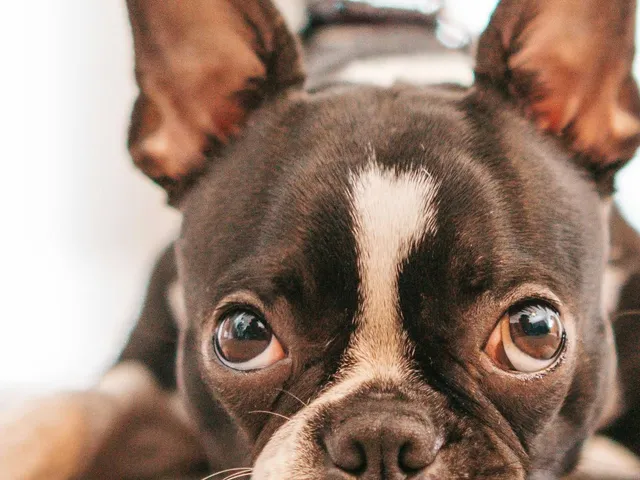 A Boston terrier resting after a spa day