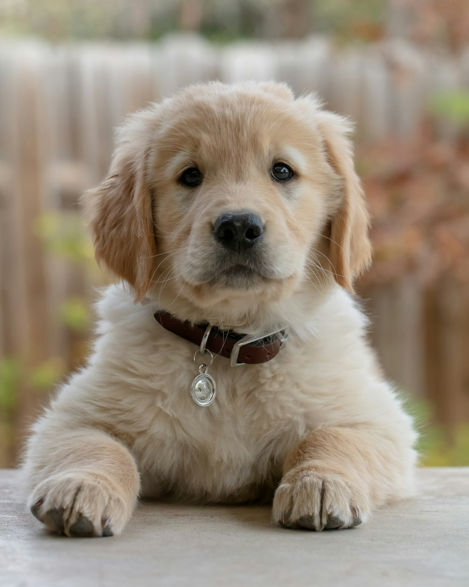A groomed dog resting after an appointment