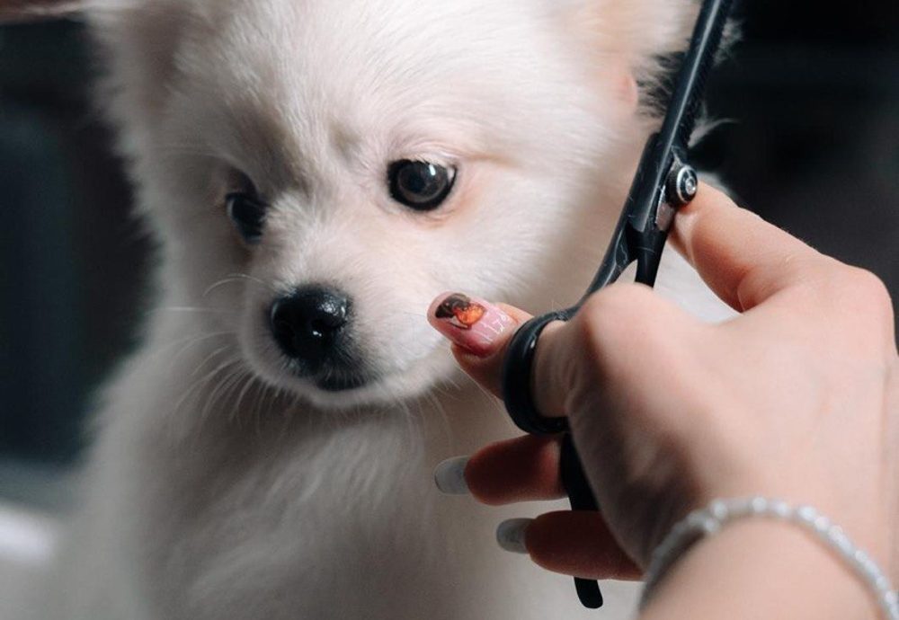 Mini Grooming