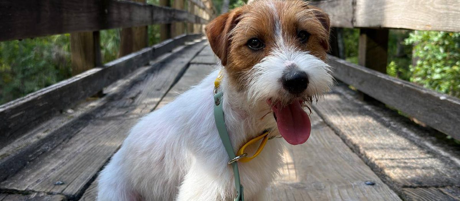 A Jack Russell puppy on a wooden bridge